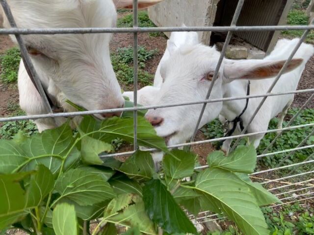 久しぶりのヤギタイム^_^

よく食べるね^_^

#石垣島　#石垣島旅行　#やぎ　#ヤギ　#goat #餌やり